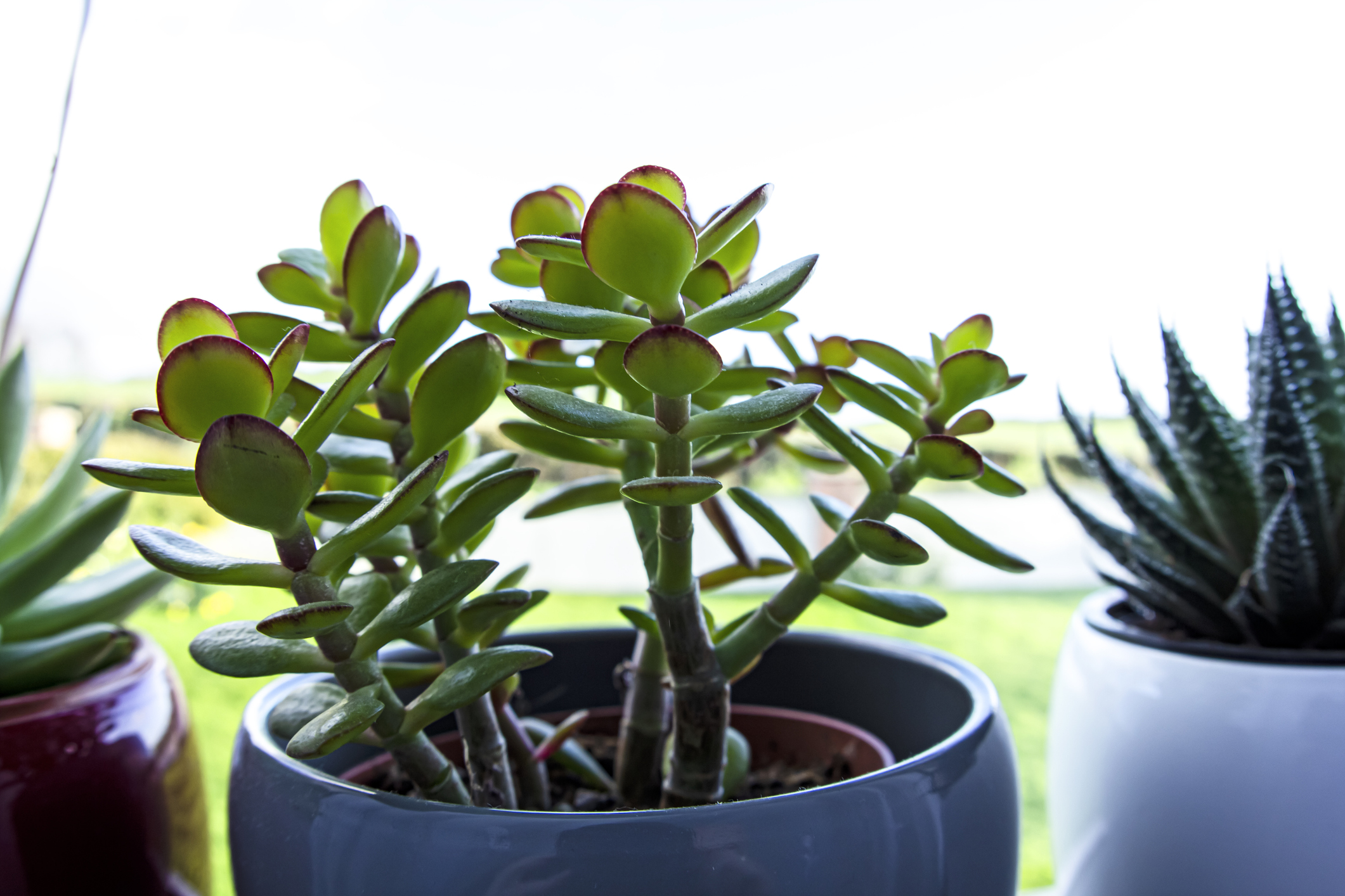 4 claves para identificar si tu rbol de jade es hembra o macho - Ohlal