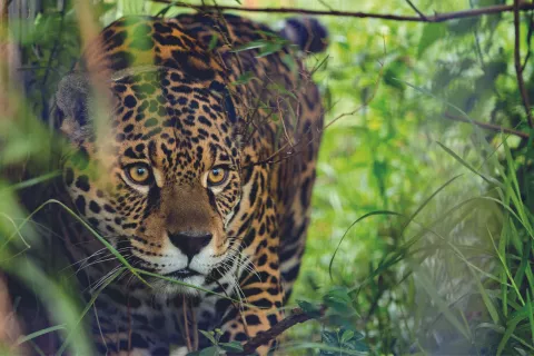 El yaguareté está en peligro de extinción.