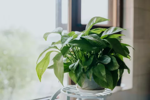 5 plantas de interior que, según el feng shui, van a ayudar a la energía de tu casa.