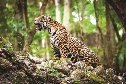 El yaguareté es el felino más grande de Latinoamérica.