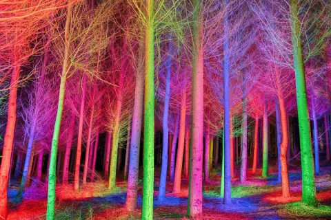 El bosque de los ángeles. Natur-e. Alejandro Chaskielberg