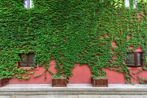Esta planta puede sobrevivir durante siglos en tu jardín.