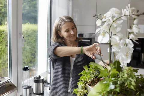 Qué significa tener una orquídea en casa.