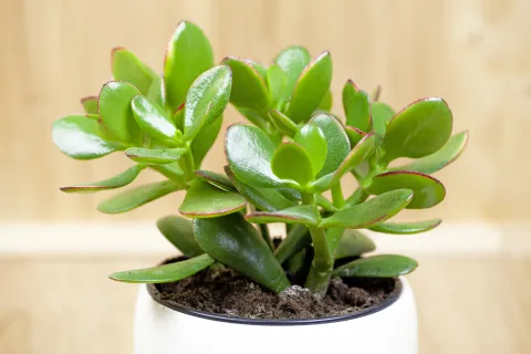 Planta de jade.