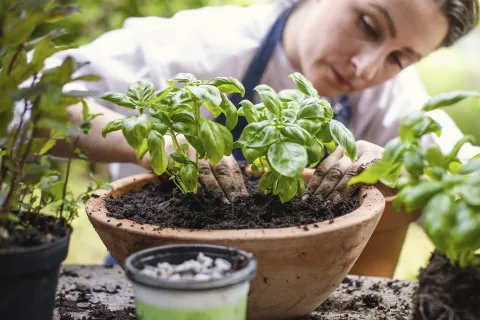 ¿Cómo cultivar albahaca en casa?