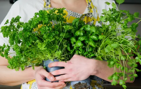 Cuáles son los beneficios de tomar té de perejil.