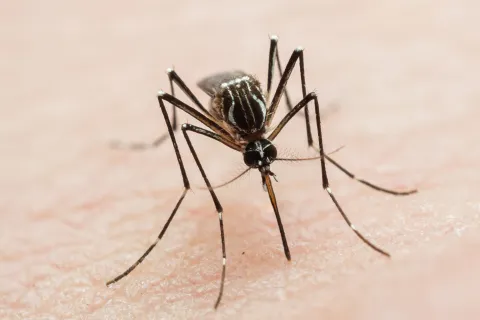 El truco simple y barato para ahuyentar a los mosquitos de tu casa dela manera más fácil.