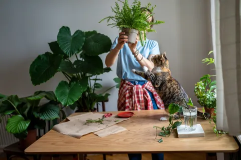 Las plantas tropicales que seleccionamos son fáciles de cuidar y se adaptan muy bien a los espacios de interior.