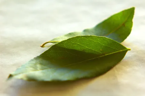 El laurel es una de las plantas más poderosas.