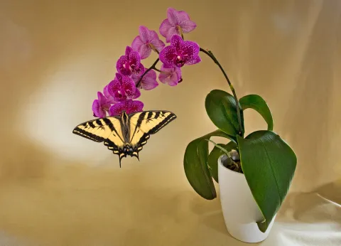 Mariposas que se acercan a plantas de interior.