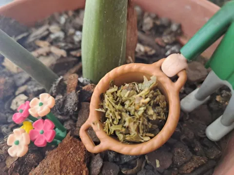 yerba-cafe-plantas.jpeg