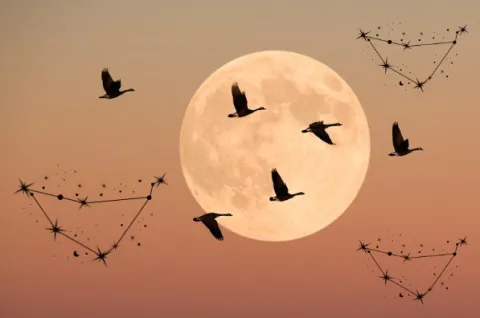 Luna Llena, pájaros y el signo de capricornio.