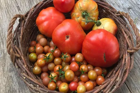 Noviembre es el mes de cosecha de tomates por excelencia.