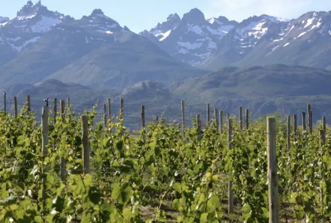 La Patagonia tiene su ruta del vino.