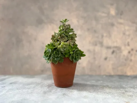 Cómo hacer un árbol de Navidad con suculentas 