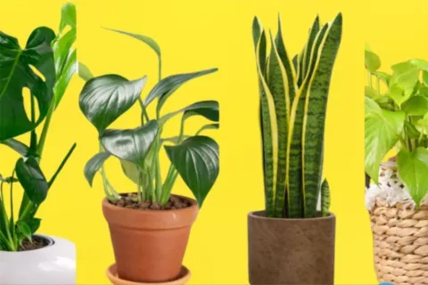 test-visual-plantas-1.jpg