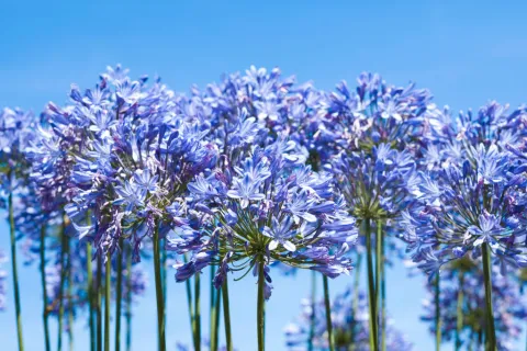 Agapanthus