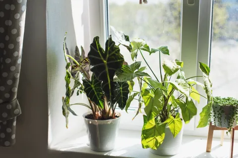El feng shui da una guía de cuáles plantas tener en casa y cuáles no.