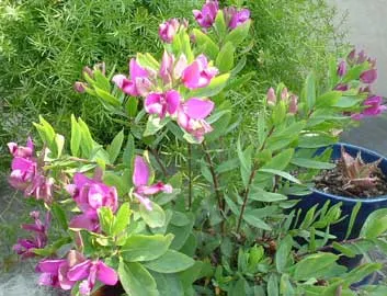 Polígala, la planta de muchas flores y fácil de cuidar.