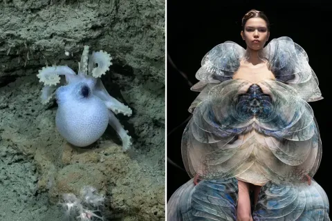 Streaming del Conicet desde el fondo del mar: la comparación de especies con looks de desfiles que es viral.