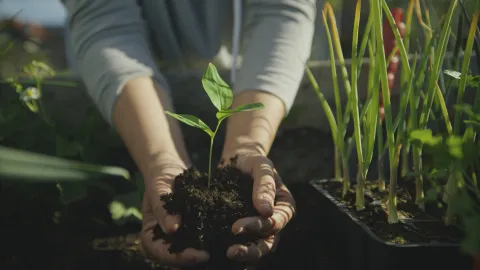 30 semillas que podés plantar ahora para tener flores y frutos en septiembre