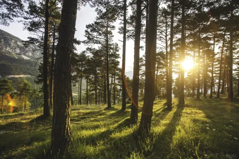 Bosque de árboles