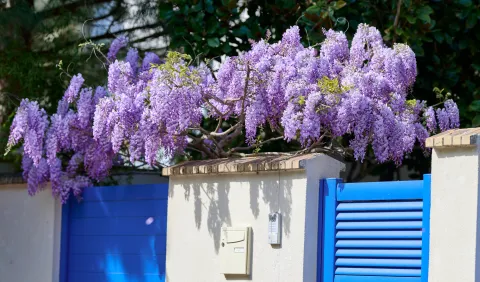 Las glicinas tardan en florecer, pero cuando lo hacen transforman cualquier pérgola o muro en un espectáculo de color y perfume.