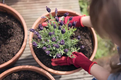 Foto de lavanda.