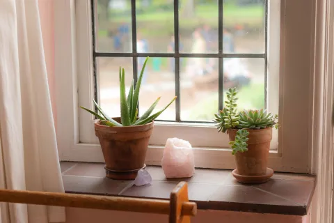 La planta de aloe vera no es solo útil por sus propiedades medicinales: según el Feng Shui, su ubicación en la entrada principal de una casa tiene un profundo significado simbólico que puede influir positivamente en la energía del hogar.