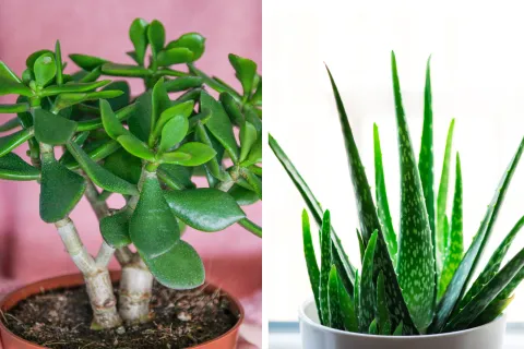sta planta exótica y sin espinas vuelve a convertirse en furor durante las fiestas: fácil de cuidar, decorativa y perfecta para sumar color en interiores.