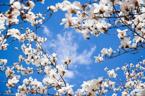El árbol perfecto para tener un patio perfumado en verano