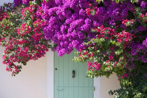 plantas_trepadoreras_4.jpg