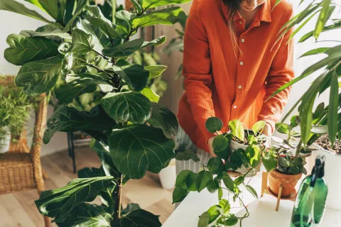 El mini frutal que podés tener aunque vivas en un monoambiente