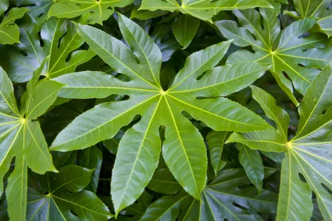 fatsia japonica