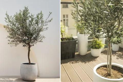 Mini árbol ideal para tener sombra en tu balcón.