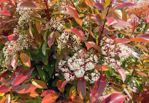 a Photinia Red Robin, especialmente en su versión formada como arbolito, aparece como una de las opciones más atractivas para sumar estilo sin sacrificar espacio.