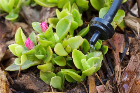 Foto de planta.