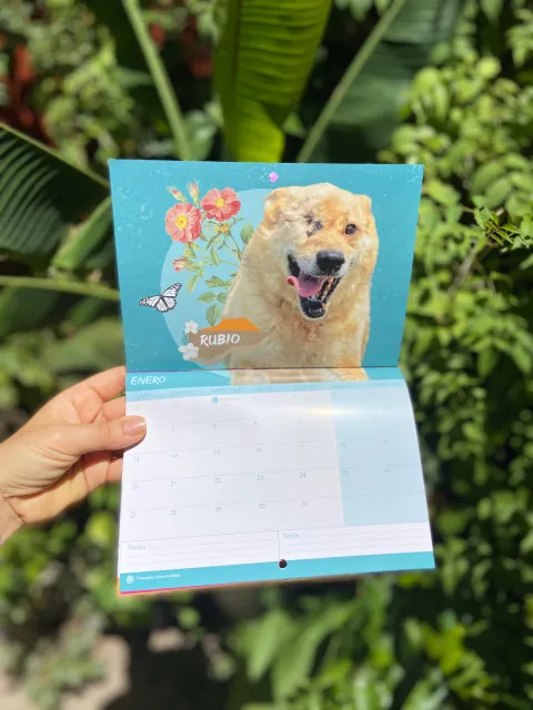 Foto del calendario 2025 de Rubio, que fue adoptado y estuvo muchos años esperando en una perrera.