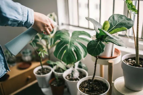 Sumar plantas al hogar no es solo una decisión estética: es una forma simple y natural de mejorar la calidad del aire, reducir el polvo y crear ambientes más saludables.