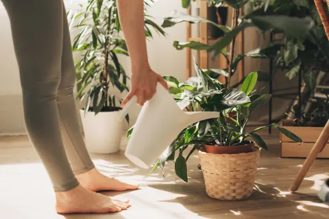 La naturaleza tiene un secreto que los amantes de la jardinería ya intuimos: las plantas no solo embellecen nuestros espacios, también transforman el aire que respiramos.