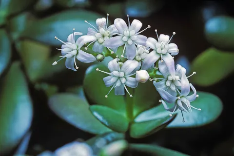 Si tu árbol de jade comienza a florecer, los expertos en Feng Shui aconsejan agradecer simbólicamente ese momento, seguir cuidándolo con dedicación y no cambiarlo de lugar.