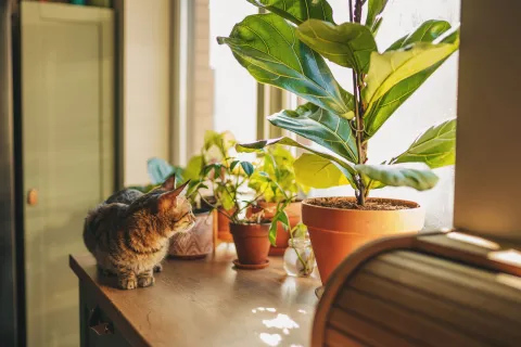 Las plantas no solo embellecen los espacios: también influyen en nuestro bienestar emocional y en la energía del hogar.