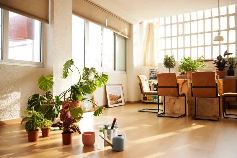 Foto de plantas en el hogar.