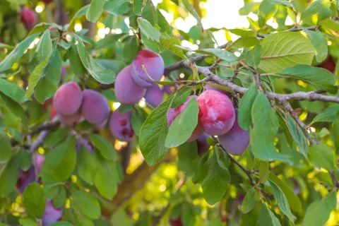 Ideal para casas chicas: el árbol que no levanta raíces y da frutos todo el verano