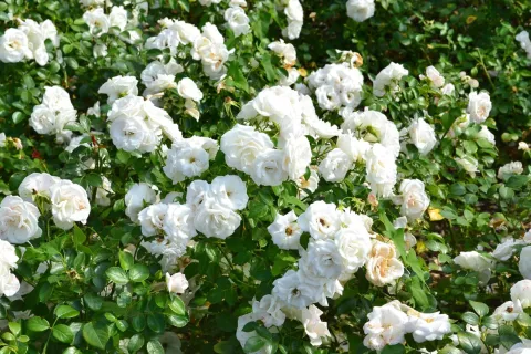 Rosa Iceberg