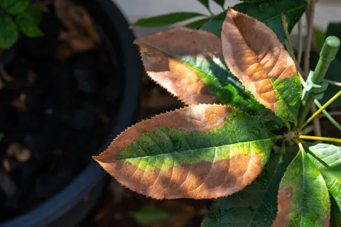 Foto de planta.