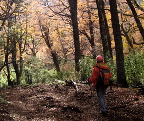 Trekking en Bariloche: 4 senderos imperdibles en plena naturaleza
