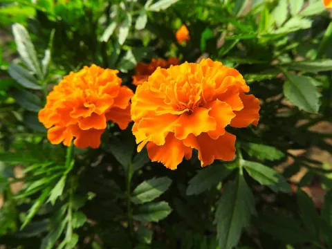 Clavel