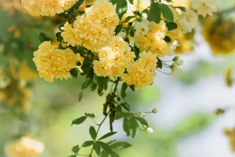 El rosal de Banksia puede crecer con gran vigor, por lo que conviene podar después de la floración.