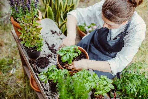 El lemonading se perfila como una tendencia clave en paisajismo: una actitud que invita a rediseñar nuestros jardines con ingenio, adaptabilidad y un profundo respeto por los ciclos naturales.